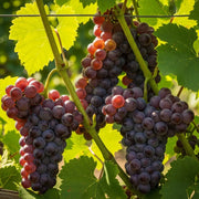 Clusters of ripe red and purple grapes hanging from Heritage Grape Vines Collection, surrounded by vibrant green leaves, basking in sunlight.